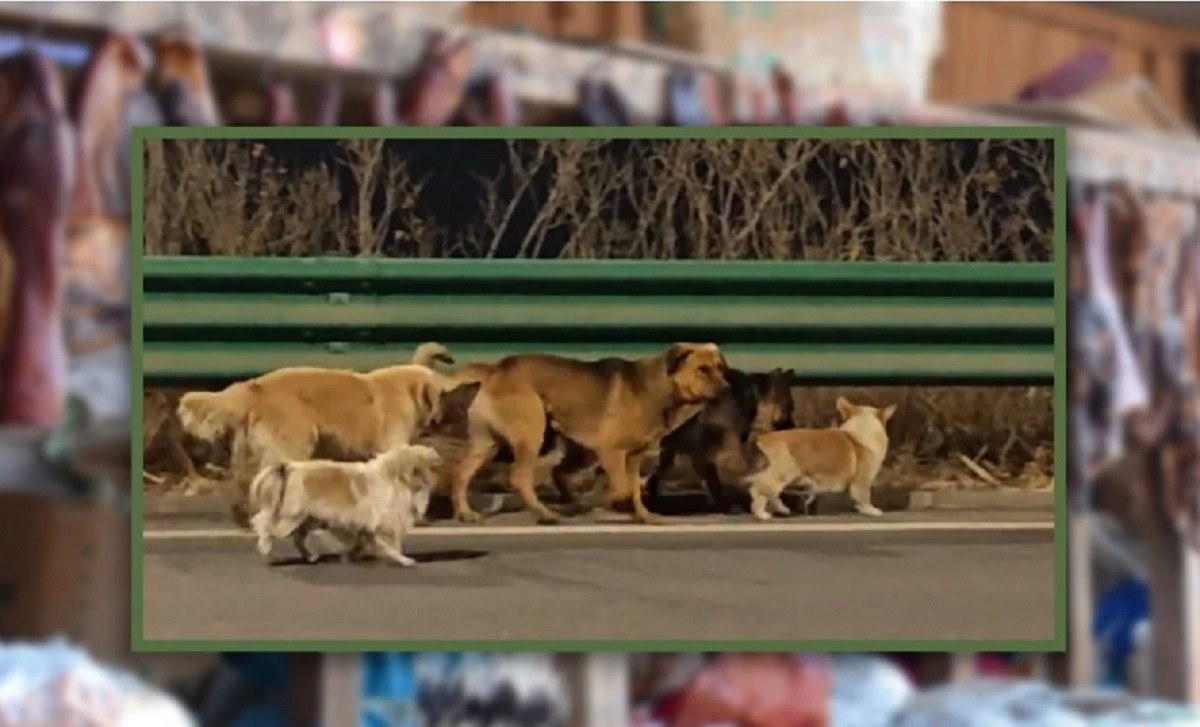 povestea-celor-sapte-caini-evadati-de-la-fabrica-de-carne-este-falsa