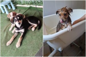 Câini pentru adopție