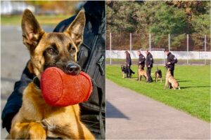 câine la Centrul Chinologic din Sibiu