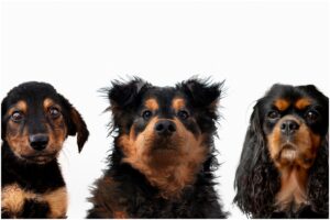 Trei tipuri de câini