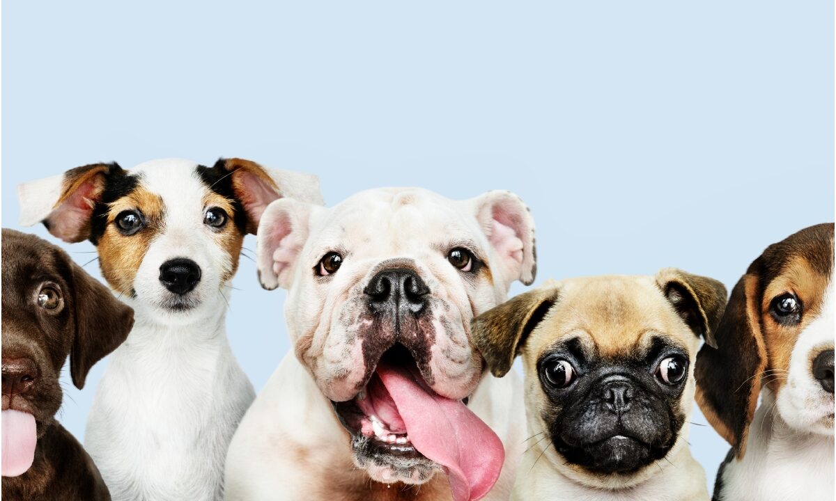 Grup de câini din diferite rase