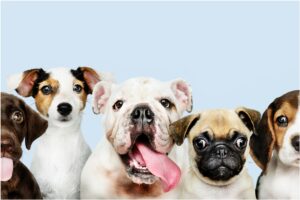 Grup de câini din diferite rase