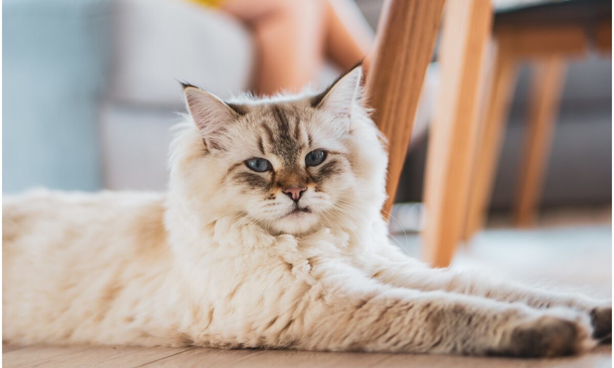 Pisică ce stă întinsă pe podea