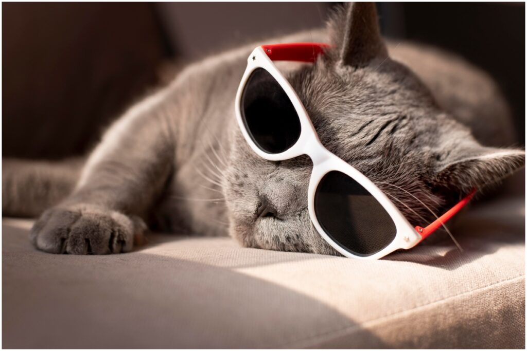 pisică cu ochelari de soare