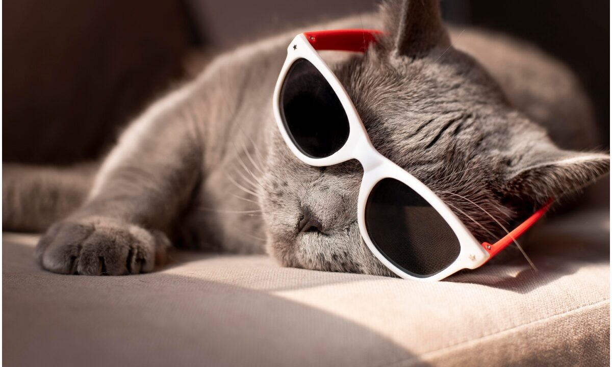 pisică cu ochelari de soare