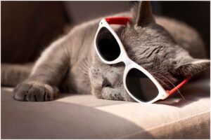 pisică cu ochelari de soare