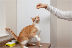 Femeie care își dresează pisica portocalie