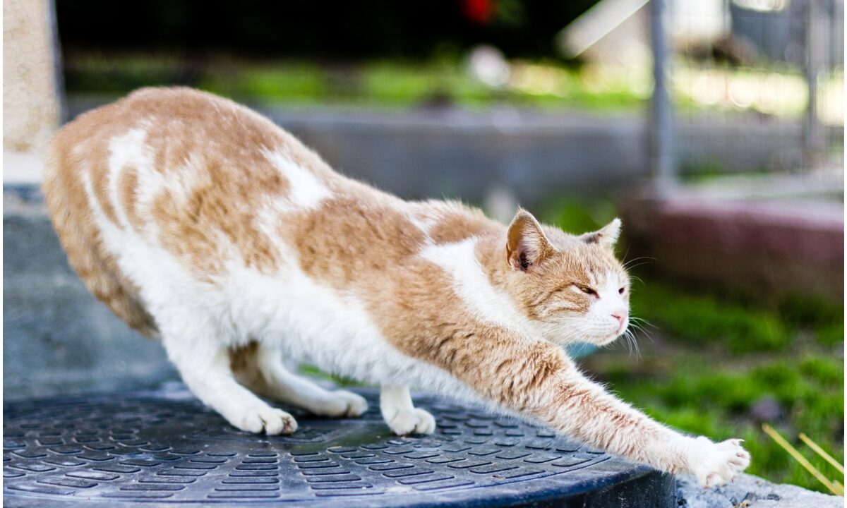 Pisică care se întinde