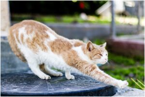 Pisică care se întinde