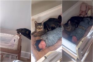 Un motan stă într-un pătuț de copil alături de un bebeluș