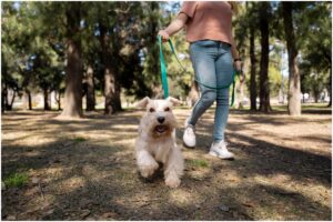 Câine plimbat în lesă