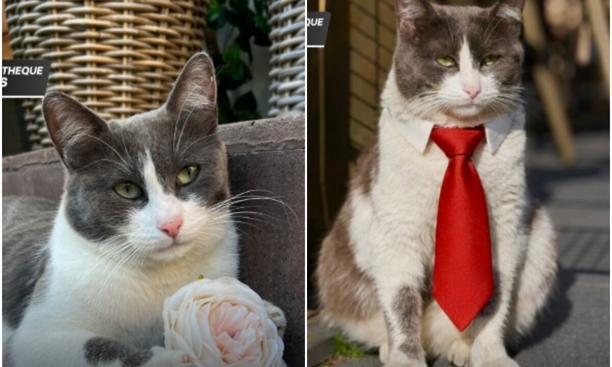 Pisică cu cravată roșie