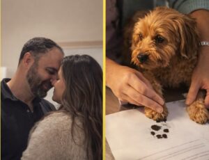 stapani si cainele la nunta