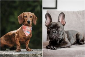 Câine teckel și buldog francez