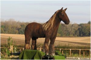Sculptura „War Horse”