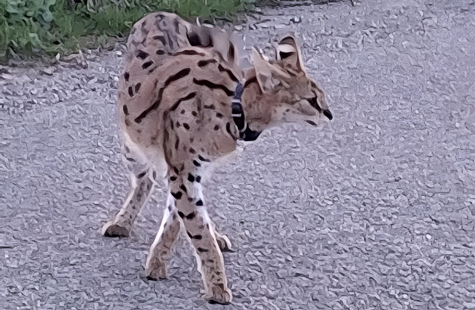 Serval african cu zgardă