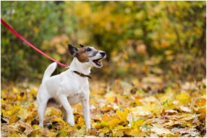 Câine cu lesă roșie