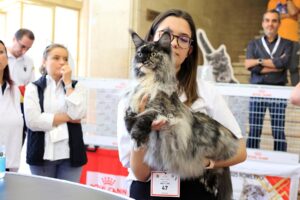 Pisică de rasă în cadrul competiției Sofisticat