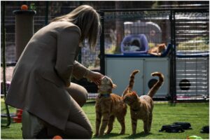 femeie care mângâie pisici