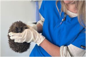 arici într-un centru de îngrijire