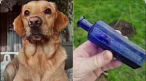 cainele stanley si otrava gasita