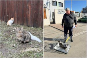 Pisici din Ilfov care trebuie sterilizate