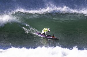 Sugar, câinele campion mondial la surfing