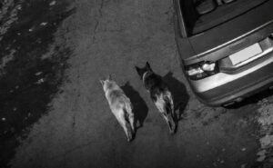 teroare-in-capitala-un-barbat-omoara-pisici-folosind-caini-antrenati