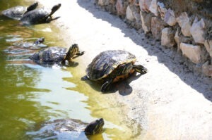 Țestoase într-un iaz