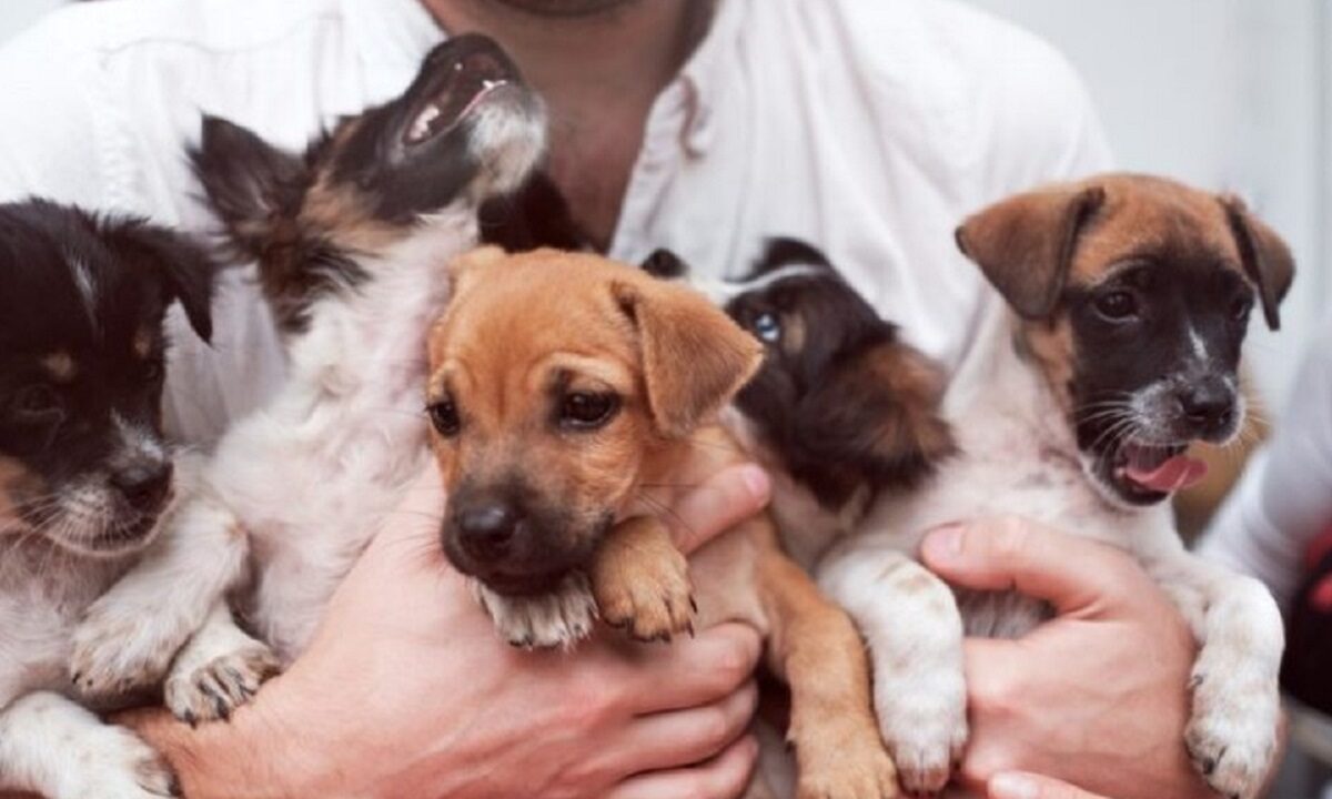 tot-mai-multi-stapani-de-animale-apeleaza-la-AI